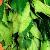 Fresh Ugu Leaves