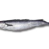 Blue whiting fish