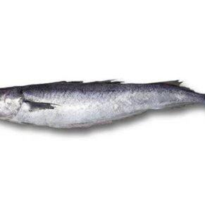 Blue whiting fish