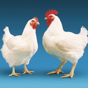 Breeder chicken