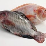 Tilapia