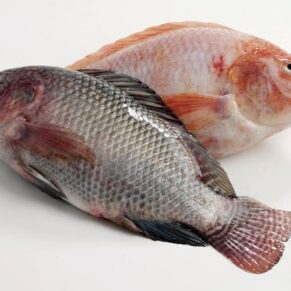 Tilapia